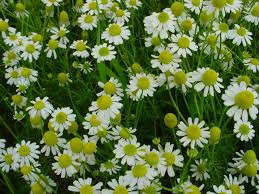 In fact, it is actually considered to be an invasive weed in some locations because it grows so quickly without any particular need for feeding. How To Grow And Use Chamomile Plant Hgtv