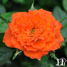 Today S Rose Is Mandarin Sunblaze Uniquely Shaped Petals Dipped In Sunset Orange Create A Vibrant Display That Will Brighten Your D Flowerpower Blumen Rosen
