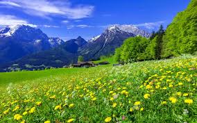Mountain Meadow Landscape With Beautiful Mountain Flowers Yellow And White Flowers An Desktop Wallpapers Backgrounds Wallpaper Nature Flowers Pretty Landscapes