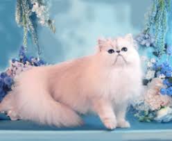 Persians & other longhairs by jeanne ramsdale we have been breeding chinchilla silver persians almost exclusively from the bloodlines of jeanne & phillip ramsdale of dearheart cattery since 1970. The Silver Persian