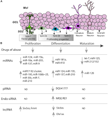 El código iso 4217 para esta unidad monetaria es uah y su abreviatura oficial es hrn (грн). Frontiers Regulation Of Adult Neurogenesis By Non Coding Rnas Implications For Substance Use Disorders Neuroscience