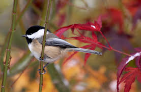 Michigan birds and natural history is a publication of michigan audubon. Avise S Birds Of The World