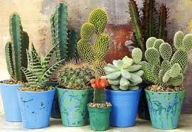 Little rose bud will survive! cheered everybody. 33 Cactus Care Ideas Cactus Care Cactus Cactus Plants