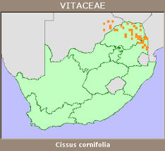 Image result for Cissus cornifolia