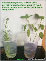 Too little water and the roots dry out. How To Pack Carry Plant Cuttings Without Killing Them Gardening For Beginners