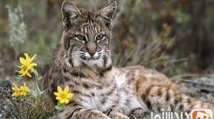 Lynx) حيوان لاحم مفترس من فصيلة السنوريات وهو مختلف عن حيوان عناق الأرض. Ø­Ù‚Ø§Ø¦Ù‚ ØºØ±ÙŠØ¨Ø© Ø¹Ù† Ø­ÙŠÙˆØ§Ù† Ø§Ù„ÙˆØ´Ù‚