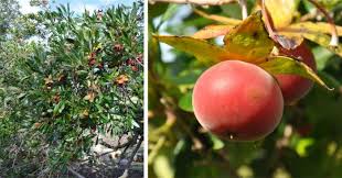 Image result for Diospyros dichrophylla