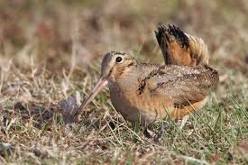Brown Bird With White Stripe On Head American Woodcock Bird Species Birds Upland Bird Hunting