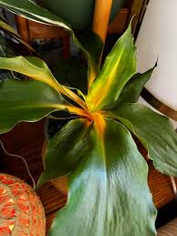 Image result for Chlorophytum fasciculatum