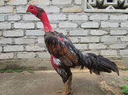 Kenangan tentang pengalaman menyaksikan sabung ayam di bali itu, diabadikan oleh geertz dalam salah sabung ayam, menurut geertz, lebih dari sekadar judi, juga merupakan simbol ekspresi dari. Ayam Sabung May 2014