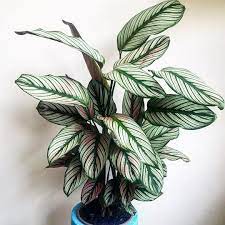 Calathea Majestica White Star Zebra Plant The Palm Centre Zebra Plant Calathea Plant Types Of Cactus Plants
