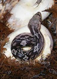 Northern Pine Snake Emerging From The Egg Pine Snake Snake Breeds Snake Art