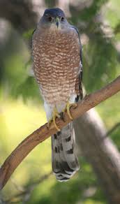 Www.flickr.com this cooper's hawk was trapped inside a large hardware store. Birds Of Westwood Cooper S Hawk