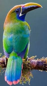 Tropical Bird With Hair On Head Pin By Terry Hess On Nature Beautiful Birds Animals Beautiful Pet Birds