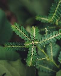 Image result for Sesbania pachycarpa