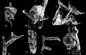 Image result for Dignathia gracilis