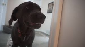 My Lab Puppy Is Aggressive Youtube