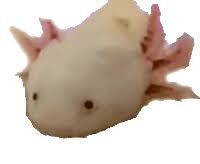 Anime studio, free and safe download. Axolotl Gifs Tenor