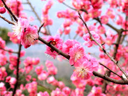 It's looks really romantic and beautiful when cherry actually, i haven't seen cherry blossoms in my real life. National Flower Of The Republic Of China Wikipedia