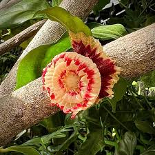 Image result for Napoleonaea