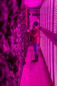 It lightens hyperpigmentation of the skin and prevents the formation of new imperfections on the face and body. As Winter Sets In One Farmer Moves Indoors The Cordova Times