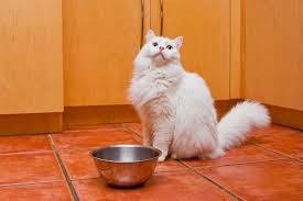 The comprehensive puppy care and training app that helps your pup become a great dog. We Re Feeding Cats Wrong Ditch The Cat Food Bowls And Change The Schedules Catster