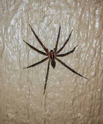 The 1st clip is at 30% speed. Barn Funnel Weaver Spider Tegenaria Domestica Climbing On A Wall Stock Photo Picture And Royalty Free Image Image 129250201