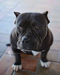 By nina parolees on december 13, 2018 in puppy info 233 views. Gotti Pitbull Breed Online