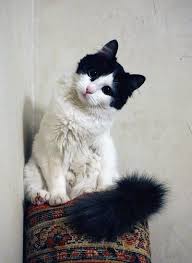 Beautiful Black And White Cat Pictures Homemade Crunchy Cat Treats Recipe Love My Cash Cats Pretty Cats Cute Cats