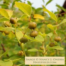 Image result for Flueggea