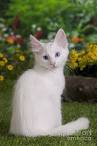 Turkish Angora Kittens For Sale In Florida