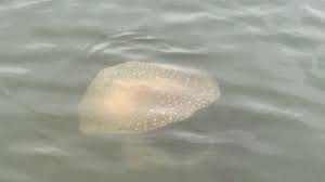 It will calculate cost of driving this particular distance. A Huge Fish Gobbling Jellyfish That Can Grow To Beach Ball Size Was Spotted In South Carolina Cnn