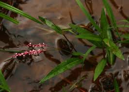 Image result for Persicaria decipiens