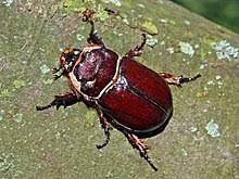 The beetle can grow up to 6cm (2.36in) and can lift 850 times its own weight. European Rhinoceros Beetle Wikipedia