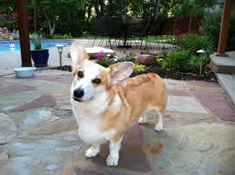 Corgi puppies for sale in texas, mccall creek corgis, akc corgis in austin texas, available corgi puppies in johnson city texas, corgi puppies for sale in the texas hill country, akc corgi puppies for sale in texas, corgi puppies for sale in san antonio texas, pembroke welsh corgis for sale in texas, corgis in texas Rosecliff Pembroke Welsh Corgis Welcome