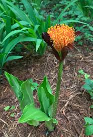 Image result for Scadoxus puniceus