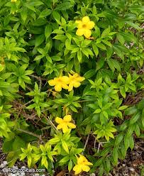 Image result for Allamanda schottii