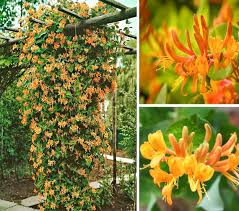 Image result for Lonicera