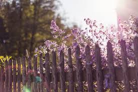20 Best Backyard Fence Ideas Privacy Fence Ideas For Backyards