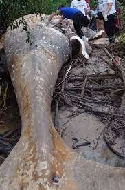 Mysterious Humpback Whale Found In the Amazon Jungle - Social Junkie