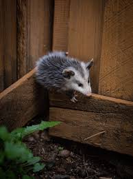 Maybe you would like to learn more about one of these? Playing Possum With A Little One In A Menifee Back Yard Menifee 24 7