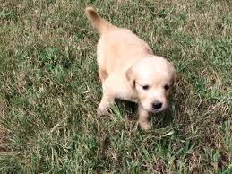 We have 9 sweet pups ready to go to their furever homes beginning 11/29/2020! Golden Retriever Puppies For Sale Clinton Sc 160159