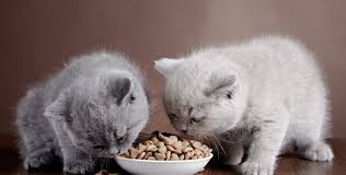 Kedi Ve Kopek Mamalari Ile Bagisiklik Sisteminin Guclendirilmesi