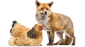 Comment éloigner les fouines de la maison et du jardin ? Les Predateurs Des Poules Les Connaitre Et Les Identifier