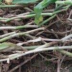 Image result for Aneilema aequinoctiale