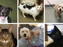 Maybe you would like to learn more about one of these? Clear The Shelters Day Help Santee Pets Find Forever Homes Santee Ca Patch