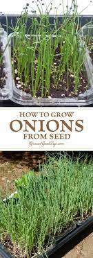 How To Grow Onions From Seed Growing Onions From Seed Green Onions Growing Organic Vegetable Garden