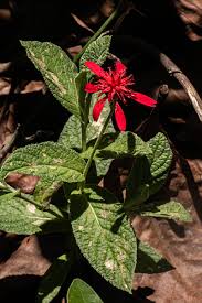 Image result for Erythrocephalum