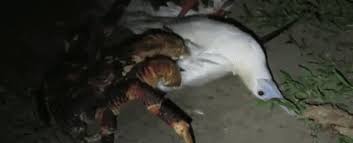 Firstly, crab meat is firm meat, very delicious, and adds much energy. Giant Coconut Crab Caught On Camera Attacking And Eating A Seabird