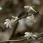 Image result for Tricalysia acocantheroides